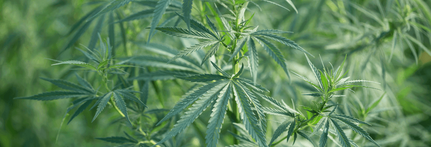grüne Cannabis Pflanze 