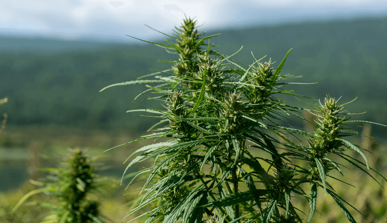 grüne Cannabis Pflanze 
