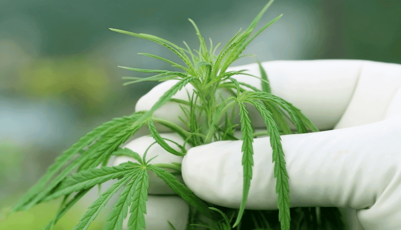 Hand mit weißem Handschuh berührt Cannabis Pflanze
