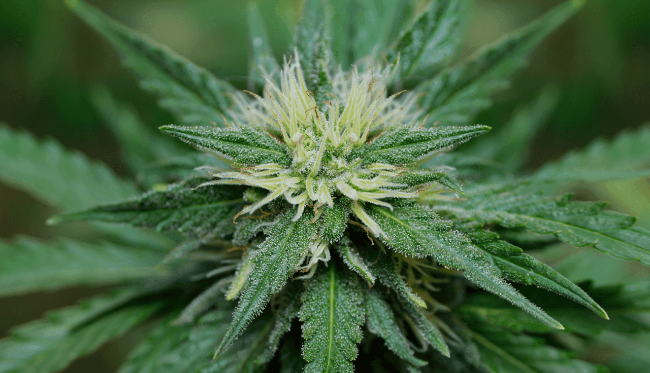 grüne Cannabis Pflanze 